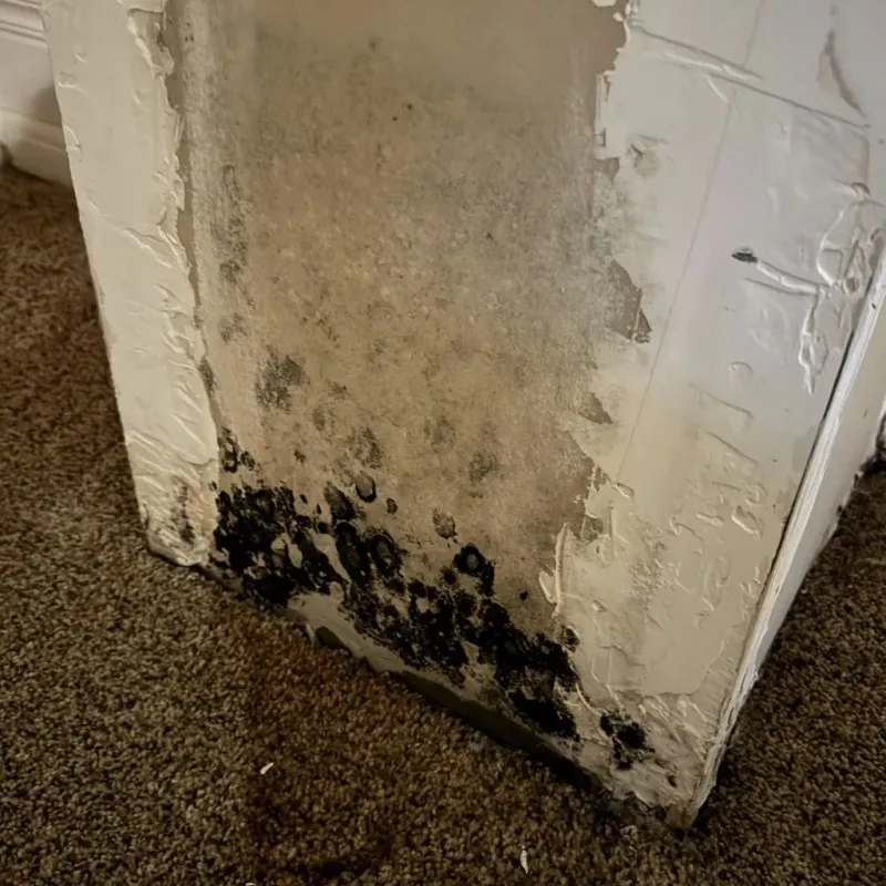 Professional Mold Removal in Sparta, NJ